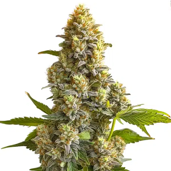 Bruce Banner Autoflower – Blimburn Seeds