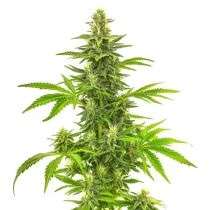 Bruce Banner Fast Version – Blimburn Seeds