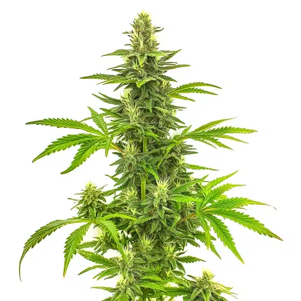 Bruce Banner Fast Version – Blimburn Seeds