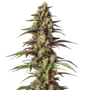 Bruce Banner Regular – Blimburn Seeds
