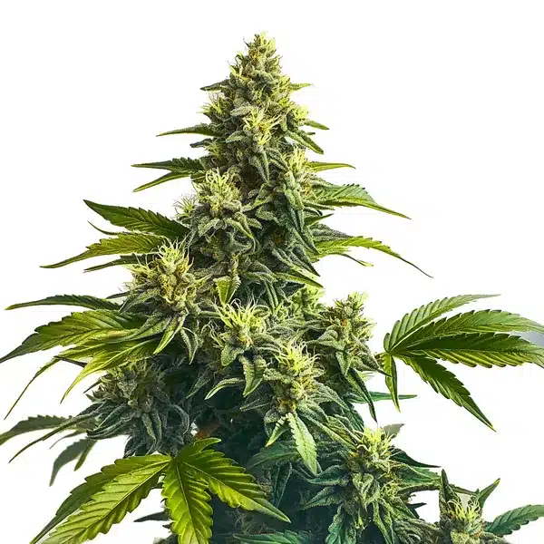 Bruce Banner x Carmen – Blimburn Seeds