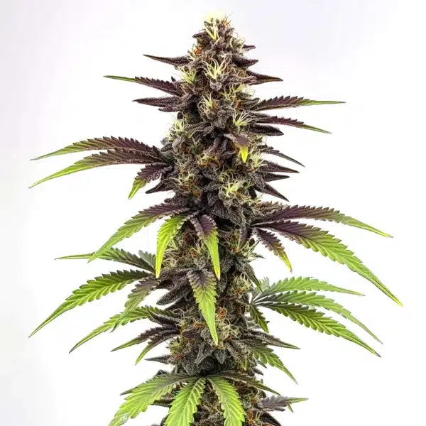 Bruce Banner x Do-Si-Dos – Blimburn Seeds