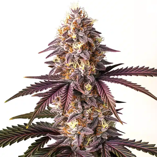 Bruce Banner x Grape – Blimburn Seeds