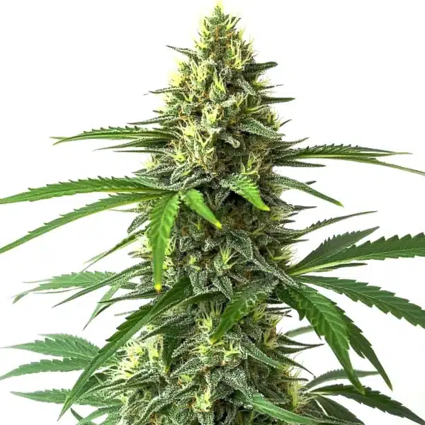 Bruce Banner x Kali Mist – Blimburn Seeds