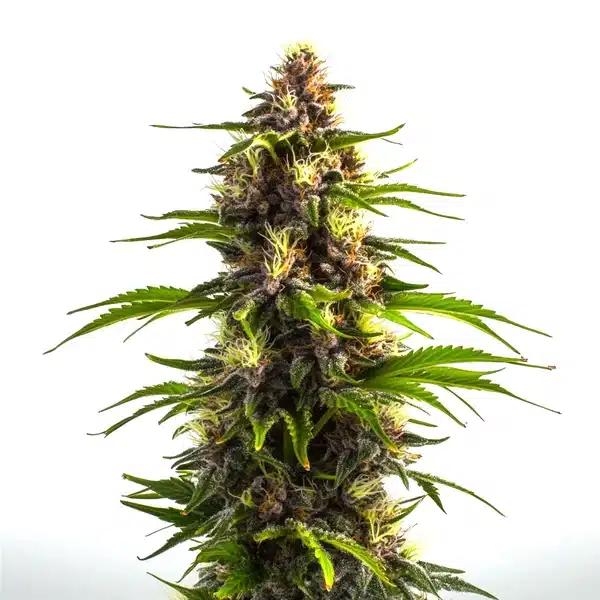 Bruce Banner x Mochalope – Blimburn Seeds