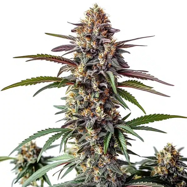 Bruce Banner x White Russian – Blimburn Seeds