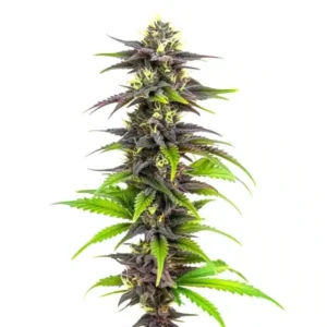 Bubba’s Gift – Blimburn Seeds