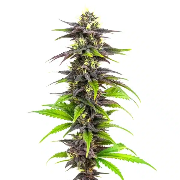 Bubba’s Gift – Blimburn Seeds