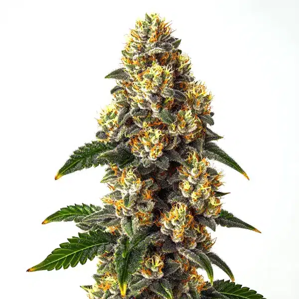 Bubba Kush – Blimburn Seeds