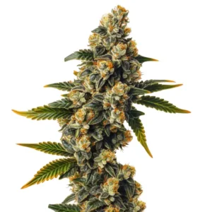 Bubba Kush Autoflower – Blimburn Seeds