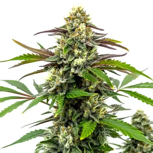 Bubble Gum Sherb – Blimburn Seeds