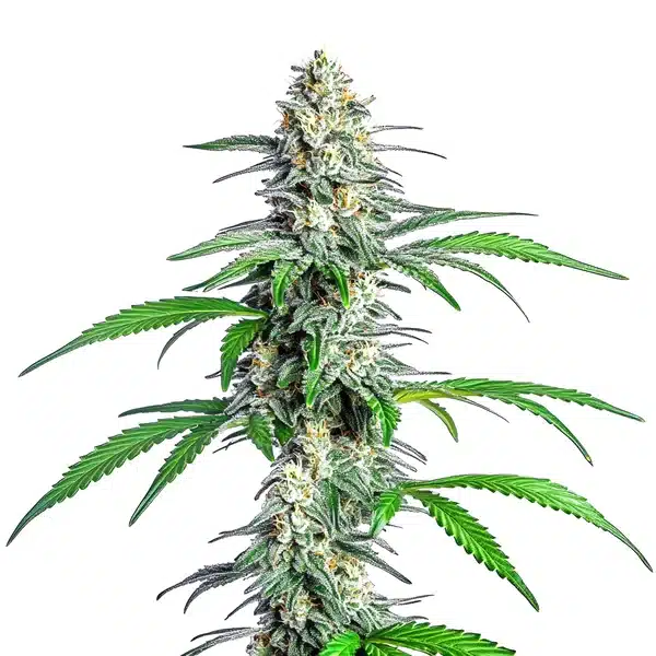 Bubblegum Cookies – Blimburn Seeds