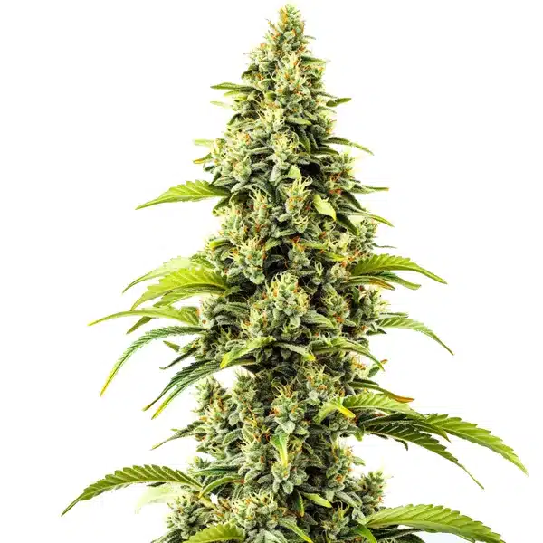 Bubblegum Haze – Blimburn Seeds
