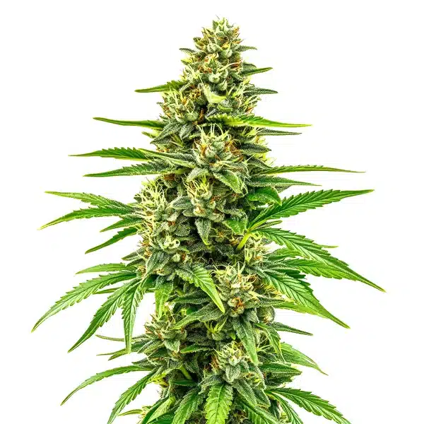 Bubblegum Regular – Blimburn Seeds