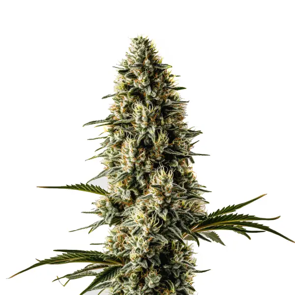Bubblegum – Blimburn Seeds