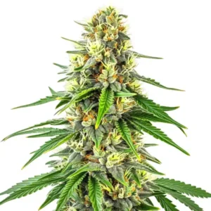 Budmint – Blimburn Seeds