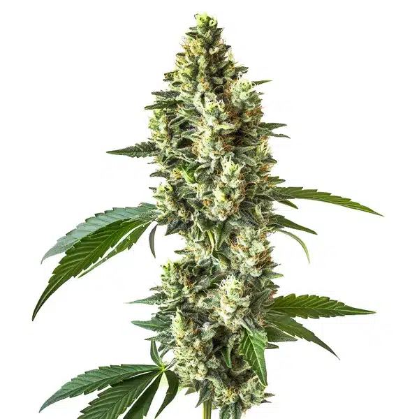 Blueberry CBD (1:1) – Blimburn Seeds
