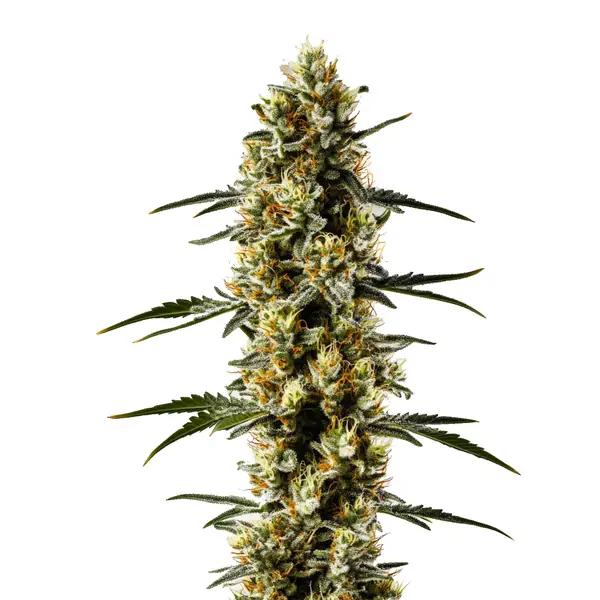 Candida CBD – Blimburn Seeds