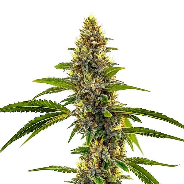 CBD Candyland – Blimburn Seeds