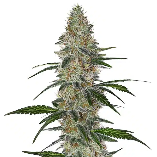 CBD Chemdog #4 – Blimburn Seeds