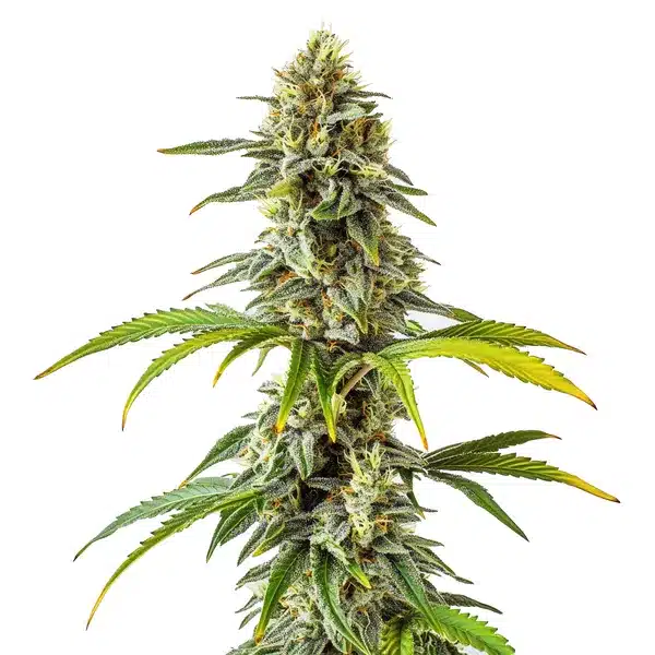 CBD Cream Cheese (1:1) – Blimburn Seeds