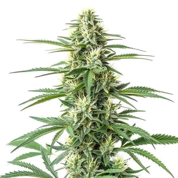 CBD Critical Mass (1:1) – Blimburn Seeds