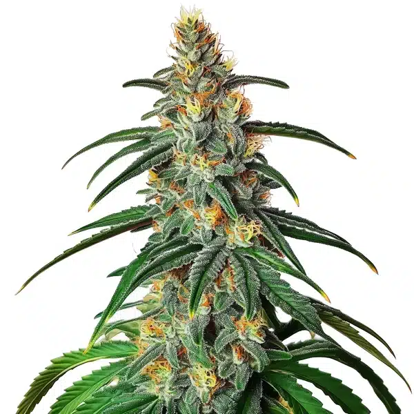 CBD Diesel (1:1) – Blimburn Seeds