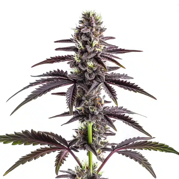 CBD Grape Pie (1:15) – Blimburn Seeds