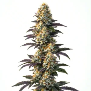 Infinity CBD (1:20) – Blimburn Seeds