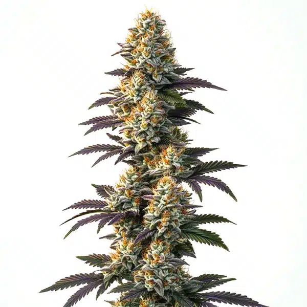 Infinity CBD (1:20) – Blimburn Seeds
