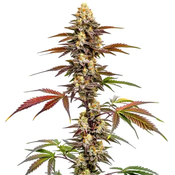 CBD Mango (1:1) – Blimburn Seeds