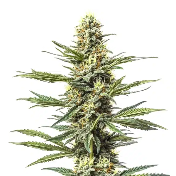 CBD Mexican (1:1) – Blimburn Seeds