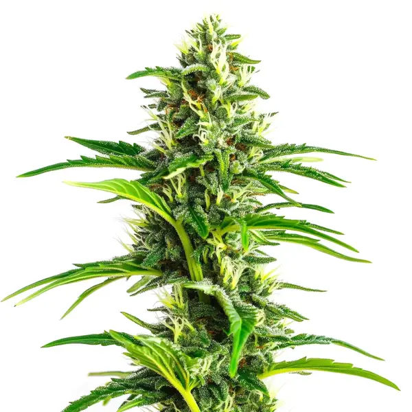 CBD Ratio 1:30 – Blimburn Seeds