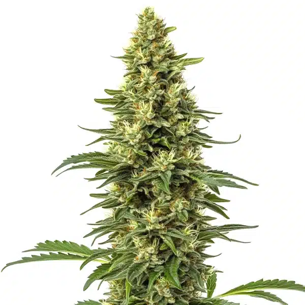 CBD Sour Lemon (1:1) – Blimburn Seeds