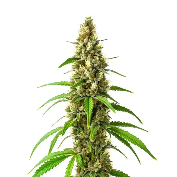 CBD Stephen Hawking Kush – Blimburn Seeds