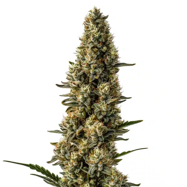 CBD Strawberry (1:15) – Blimburn Seeds