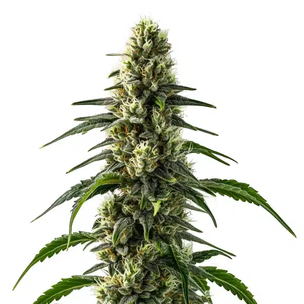 CBD Strawberry (1:25) – Blimburn Seeds