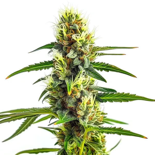CBD Strawberry 1:30 – Blimburn Seeds