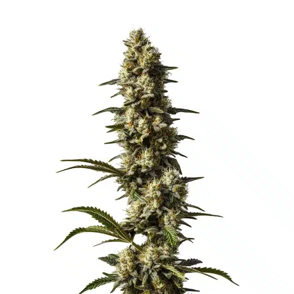 CBD Strawberry Cake – Blimburn Seeds
