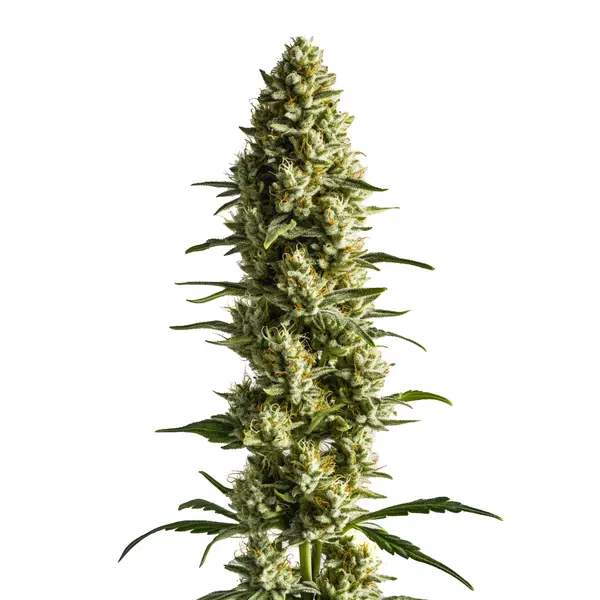 CBD Super Kush (1:25) – Blimburn Seeds