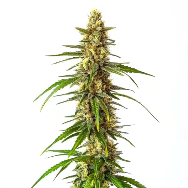 CBD Therapy – Blimburn Seeds