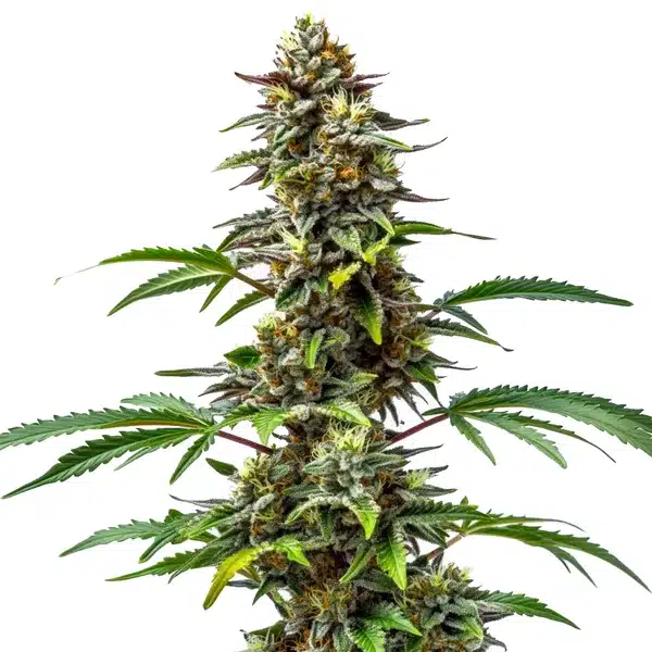 CBD Tutti Frutti (1:15) – Blimburn Seeds