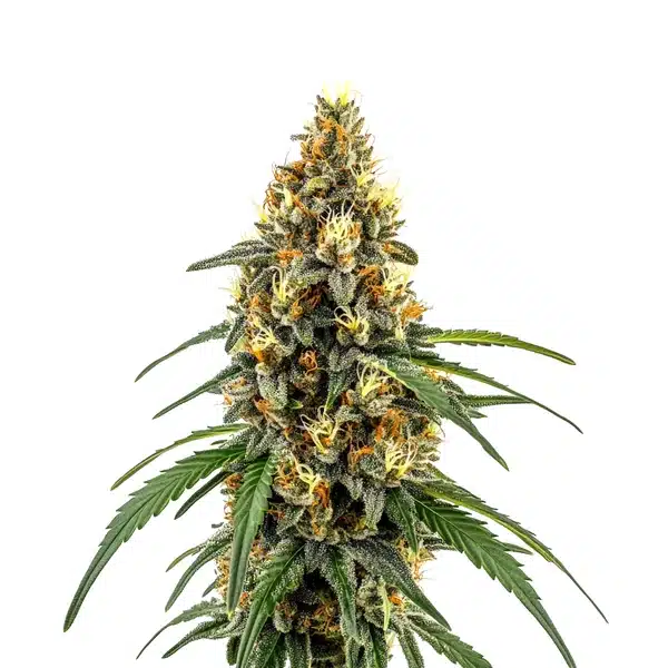CBD Very Cherry Berry – Blimburn Seeds