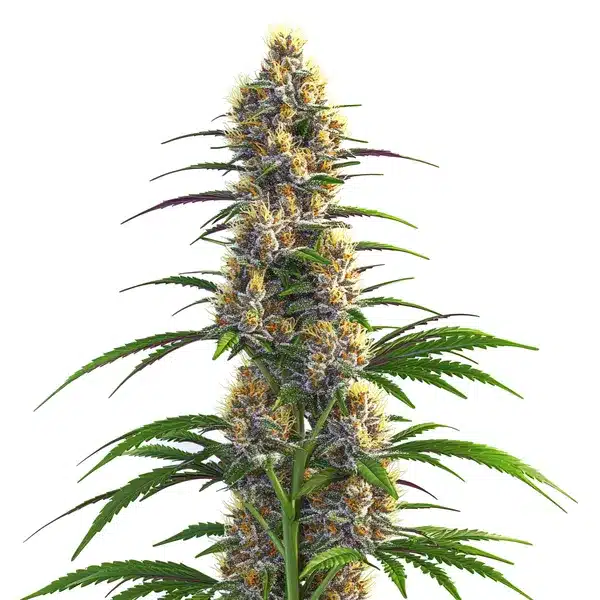 CBD Zenergy – Blimburn Seeds