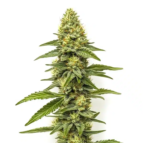 CBD Zero – Blimburn Seeds