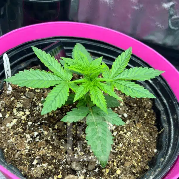 Cafe Racer – Blimburn Seeds