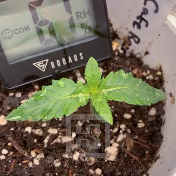 Cafe Racer HMC Edition – Blimburn Seeds
