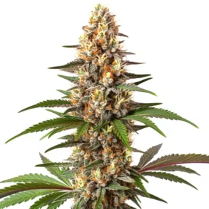 Cake Bomb – Blimburn Seeds