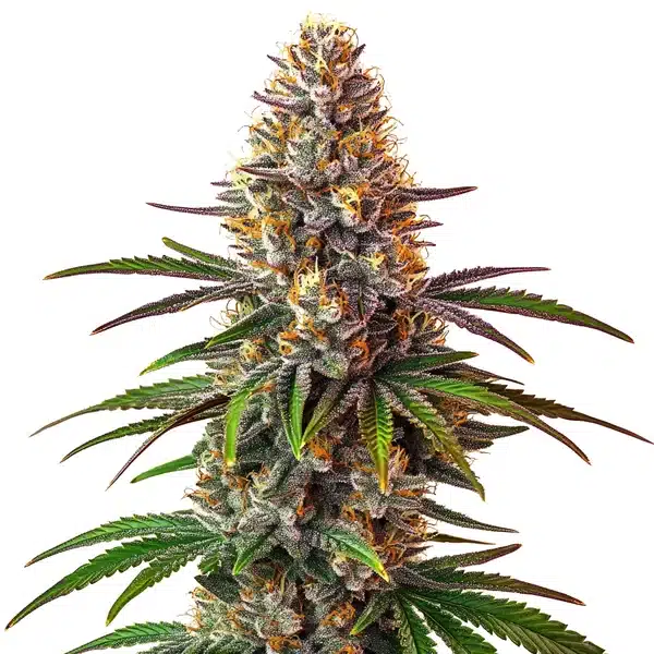 Cake Bomb Regular – Blimburn Seeds