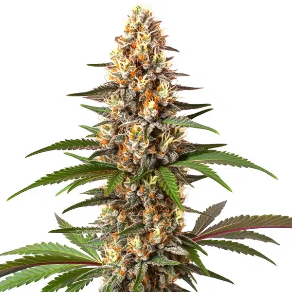 Cake Bomb – Blimburn Seeds
